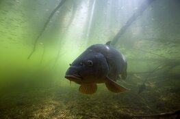 Onder water fotografie bij ISOO Centrum voor Fotografie