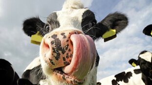 R.K.V.V. DEM selectie organiseert 'Waar schijt de koe?'