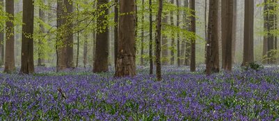 Voorjaarswandeling met de Boswachter